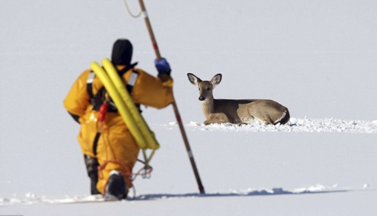 美国一小鹿被困结冰湖面24小时后获救