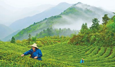 新昌明前闻茶香(美丽中国·春天来了)