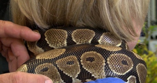 怕怕的!美发店推蟒蛇按摩 网友:世界之大无奇不