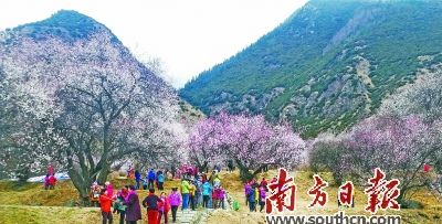 在东莞援建的"桃花村"     三月的嘎拉村,远处苍山覆雪,近处柳绿桃红