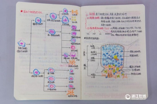 厉害了妹子!杭州大二女生解剖学笔记惊艳走红