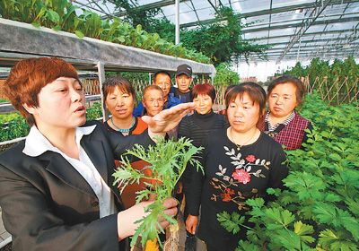 河北香河县:培育新型职业农民(图)