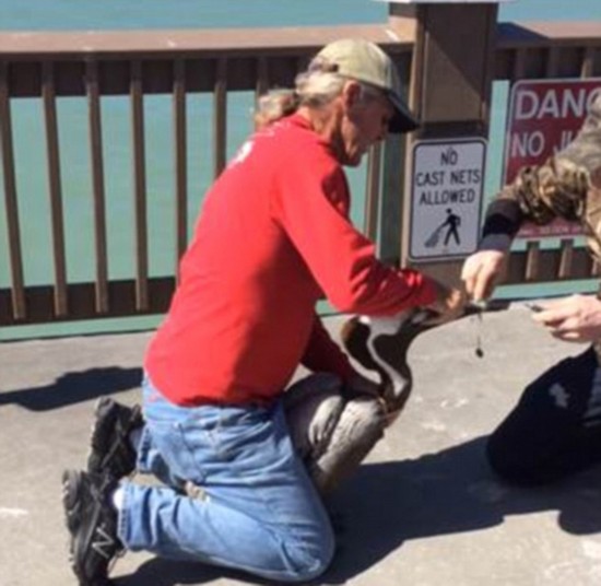 赞!美男子为救鹈鹕剪开其长喙所缠鱼线