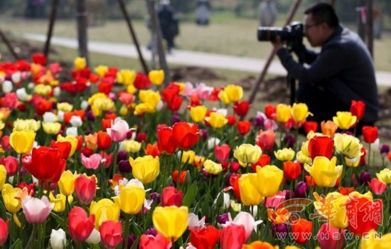 西安植物园的郁金香开花 30万株球根花卉竞相斗艳