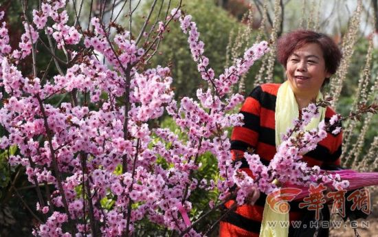 西安植物园的郁金香开花 30万株球根花卉竞相斗艳