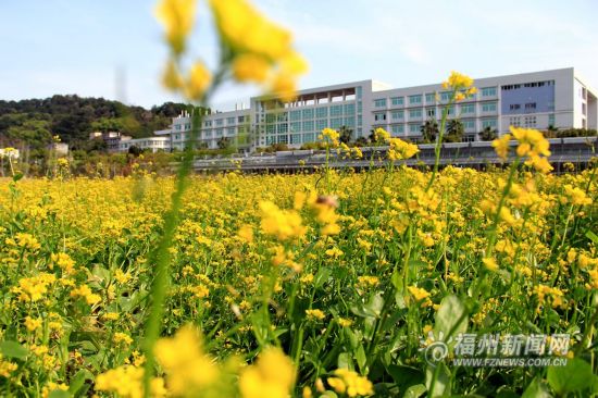 福建农大油菜花绽放“撩”乡野 与游人相映成趣