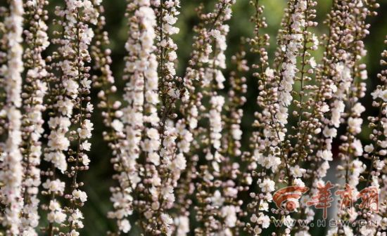 西安植物园的郁金香开花 30万株球根花卉竞相斗艳