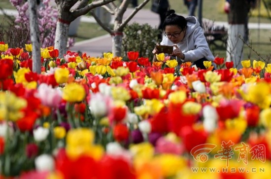 西安植物园的郁金香开花 30万株球根花卉竞相斗艳