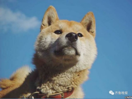 16岁表情包柴犬北登去世 日本网民集体哀悼【8】