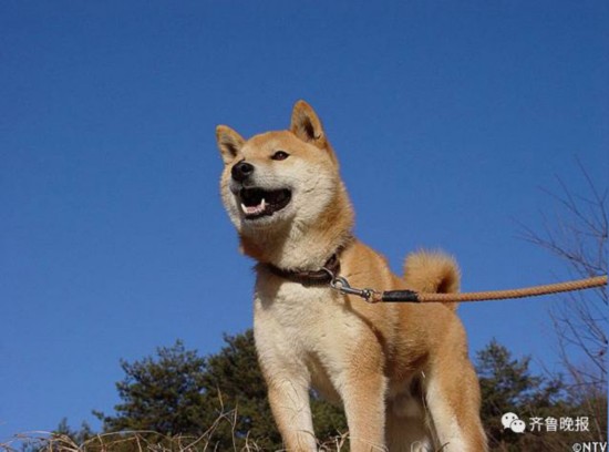 16岁表情包柴犬北登去世日本网民集体哀悼4