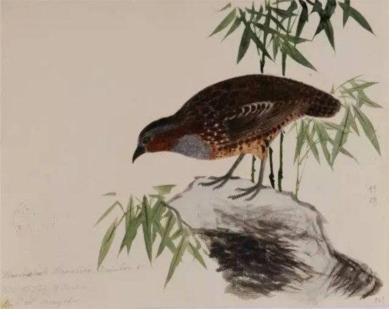3月30日至4月13日 保利艺术博物馆举办手绘中国鸟类图谱展