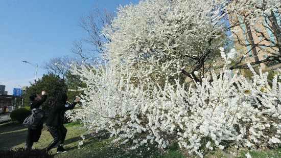 北京二环内一棵开花的大树