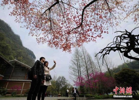 张家界黄龙洞春天现红枫秋色