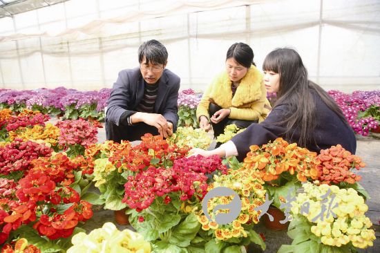盐城大丰一基地培育草本花卉供市民选购