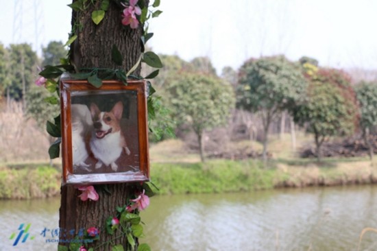 探访南京宠物墓园:三年收费3666元 续期另收费