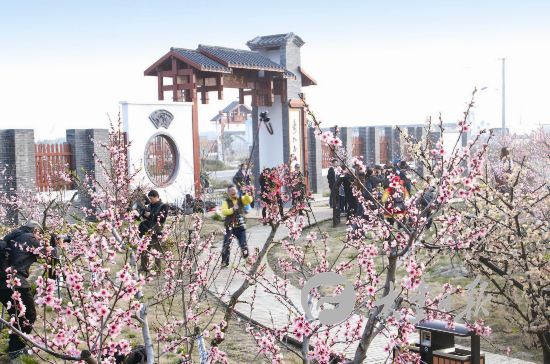 盐城大丰东方桃花洲桃花盛开 吸引摄影爱好者