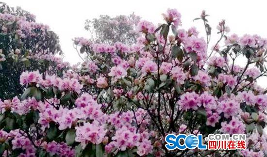 中国面积最大野生杜鹃花基地迎最佳观赏期 等