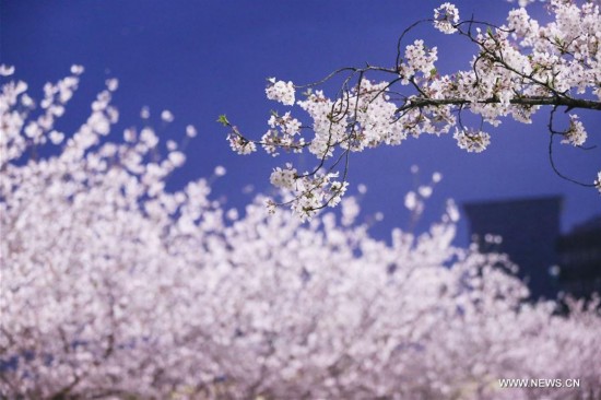 CHINA-SHANGHAI-CHERRY BLOSSOMS (CN)