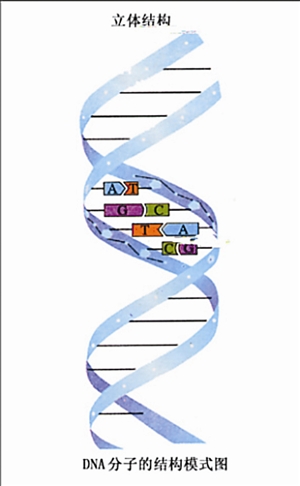 dna分子的结构模式图