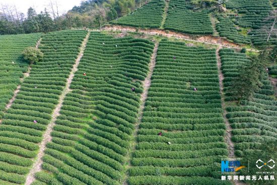 航拍茶圣著经之地浙江余杭径山的茶园