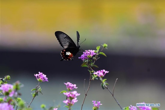 CHINA-FUJIAN-SPRING-SCENERY (CN)