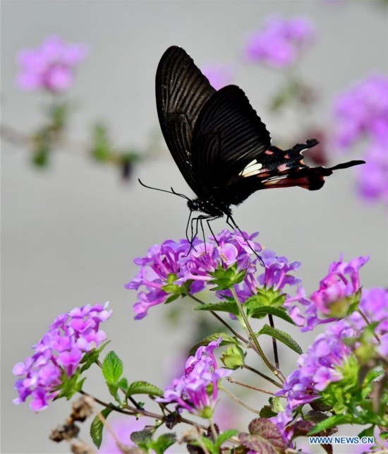 CHINA-FUJIAN-SPRING-SCENERY (CN)