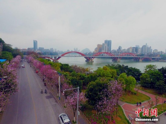 广西柳州20万株紫荆花盛放 变身花园城市