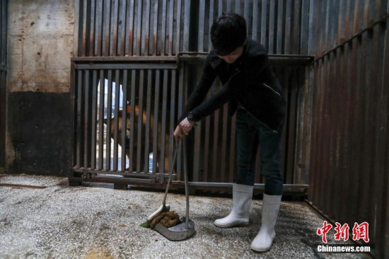 武汉市民变身饲养员 为北极熊打扫房间