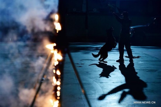 #CHINA-GUANGDONG-POLICE DOG-NIGHT TRAINING (CN)