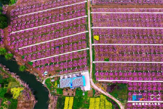航拍常州雪堰镇万亩桃林披粉装
