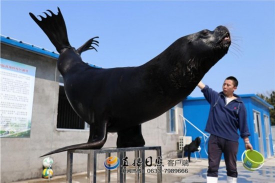 日照海洋公园最新进展来了!多张效果图曝光!