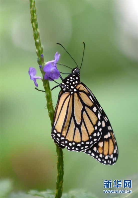 蝴蝶飞飞飞曲谱_蝴蝶飞不过沧海(2)