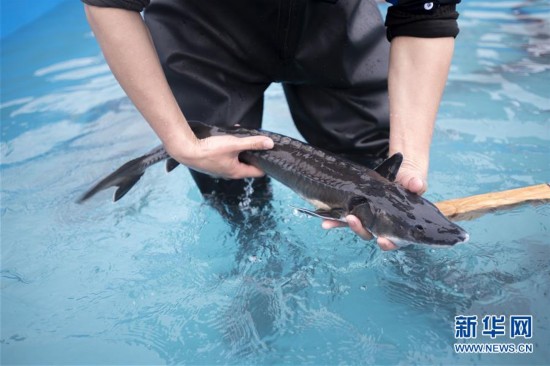 The sturgeon, aged between three and six years old, average around 110 centimeters in length and weigh about 5.5 kilograms on average. [Photo: Xinhua]