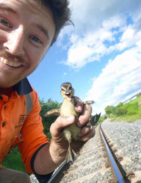 新西兰6只小鸭被困铁轨成功获救欣喜若狂--湖