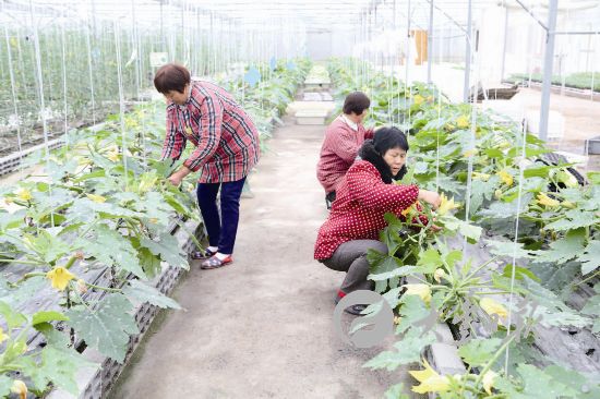 盐城大丰农场工人管护果蔬 促进其生长