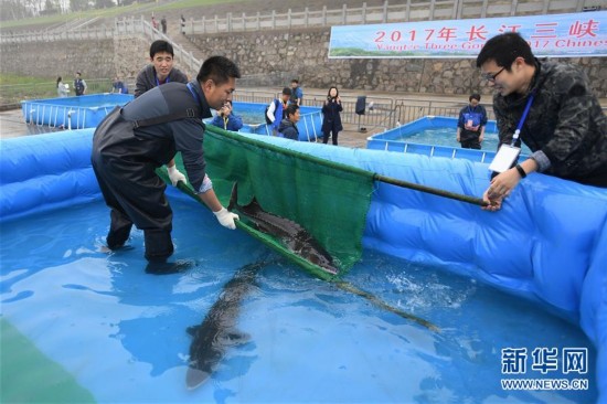 China has classified the fish as a species for top national protection since the 19th century.[Photo: Xinhua]