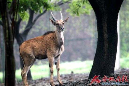 两个小家伙经过十几个小时的长途跋涉,但精力充沛,没有一丝困顿之意。动物园将它们的新家安置在猛兽区梅花鹿展区。由于大羚羊属神经质动物,所以到了一个新的环境,大羚羊还是有些胆怯。据动物园动物管理科张志忠介绍,大羚羊需要一周左右时间才能适应新的环境,但这对大羚羊从小就生活在动物园,所以相对来说胆子还算是比较大的。