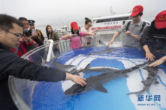 The sturgeon, aged between three and six years old, average around 110 centimeters in length and weigh about 5.5 kilograms on average. [Photo: Xinhua]