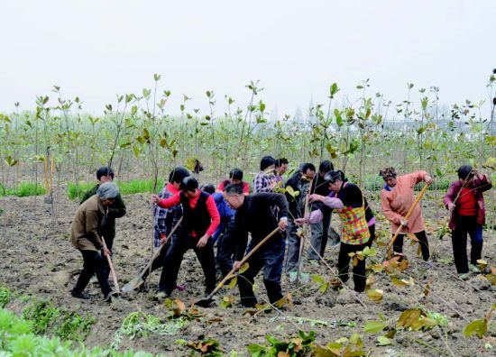 盐城盐都大冈镇建设 一片林 已成片造林800亩