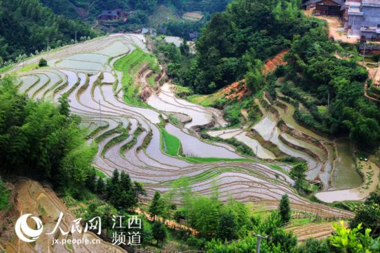 江西遂川的梯田层层叠叠,非常壮观。