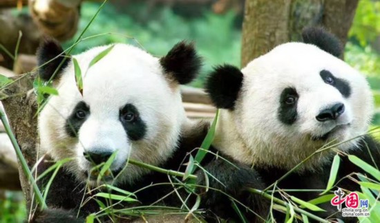 Giant pandas,Xing Ya and Wu Wen.[File photo: china.com.cn]