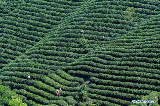 CHINA-HENAN-XINYANG-TEA GARDEN (CN)