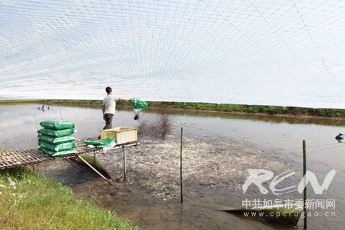 如皋范氏水产标准化养殖乌鱼俏销沪上