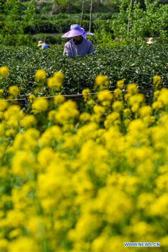 CHINA-HENAN-XINYANG-TEA GARDEN (CN)