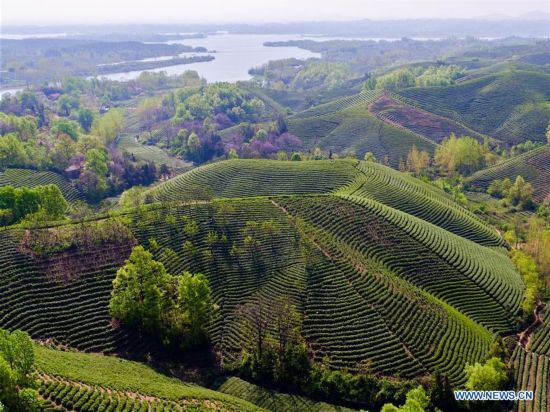 CHINA-HENAN-XINYANG-TEA GARDEN (CN)