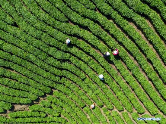 CHINA-HENAN-XINYANG-TEA GARDEN (CN)