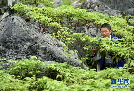 湖北恩施:石漠化土地开新花