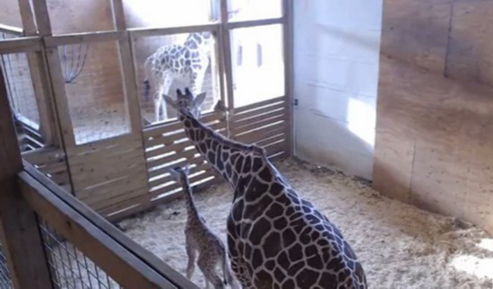 美百万网友围观长颈鹿生宝宝 直播因 色情 一度