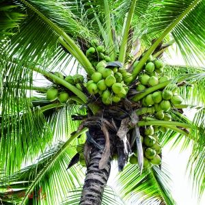 广州太守著中国首部植物志