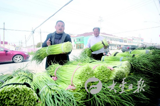 盐城大丰蒜薹销往上海苏州等地 收购价每斤4元